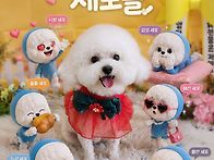 미니비숑 효동이^^