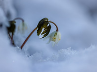 바람꽃 너도바람꽃?