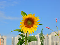 해바라기와 접시꽃