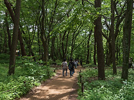 사람과 숲
