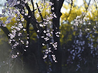 고양 봄풍경~(2026.04...