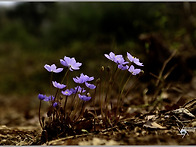 도덕산 깽깽이풀