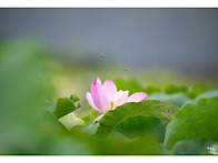 연꽃