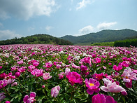 작약꽃