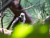 붉은배새매