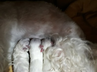 울집 꼬물이들 ~자랑