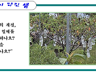 열매