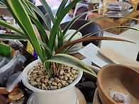 낙엽없는 식물은 ..