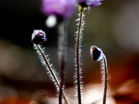 홍노루귀 와 변산바람꽃