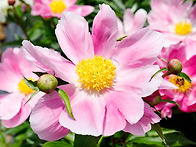 작약꽃-2
