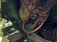 보홀/팡라오, 발리카삭, ..