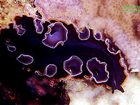 민달팽이(Sea slug)