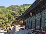 겹벚꽃 이 지고 ..