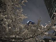 여의도 벚꽃이~~!