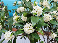 향기가 좋은 백서향나무 ..