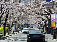 통영 봉숫골 벚꽃길 꽃나들..