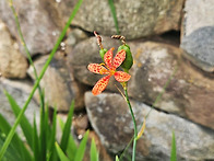 범부채 꽃