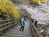 2026년 4월1일 응봉산 개..