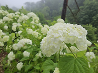 7/18(토)항골계곡.백두대간..