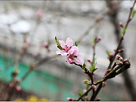 응봉산 개나리 축제(26,..