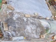 텃밭에서놀고있네요