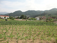 양평 용문 연수리 평탄지 ..