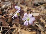 봄바람 타고 꽃바람따라