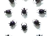 세뿔보라금풍뎅이