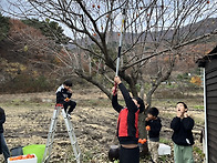 감따기