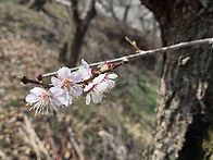 광양 쫓비산&매화마을(1)