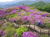 제384차 정기산행/ 202..
