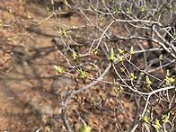 광양 쫓비산&매화마을(2)