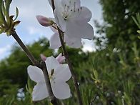경남 하동 성제봉 철쭉산행
