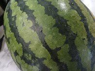 백춘덕, 직장(숲속..