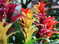 삼색체리(구즈마니아)