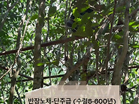 26년 반장노채 선별고수차..