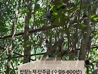 4월7일 26년 반장노채 단..