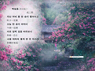 배롱나무꽃