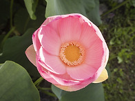 Red Lotus&#160;Flo