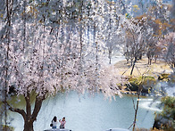 상춘(賞春)