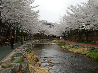 서울 성내천 벚꽃