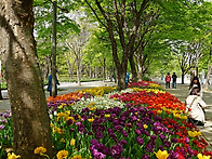 서울 숲 튜립