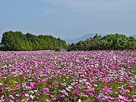 구리시민공원 코스모스