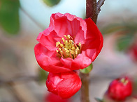 명자나무 꽃 (산당화)