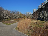 서울 용답 매화마을