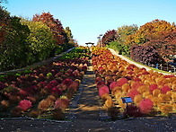 올림픽 공원 늦가을