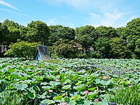 어린이 대공원 여름