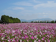 구리시민공원 코스모스