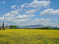 2026.구리 유채꽃 축제
