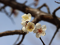 봄맞이 산책길 - 매화 / 영춘화 외